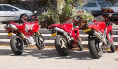 French Multi S and friends