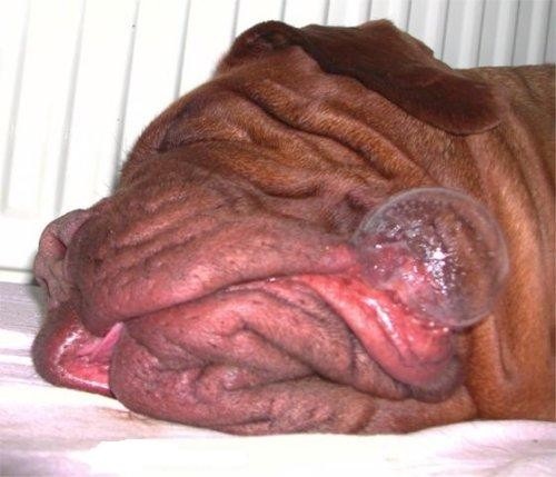 Typical  Multistrada  Owner