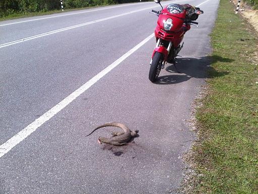 This kind aof animals you might hit in Malaysia...