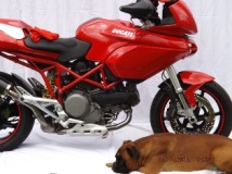 Security Duc