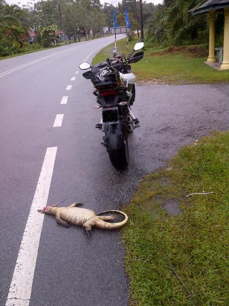 Meeting the dinosaurs-again